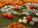 (47) Pumkins for sale